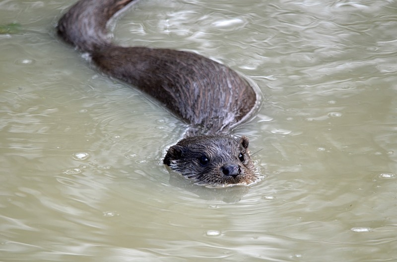 Otter - Otter