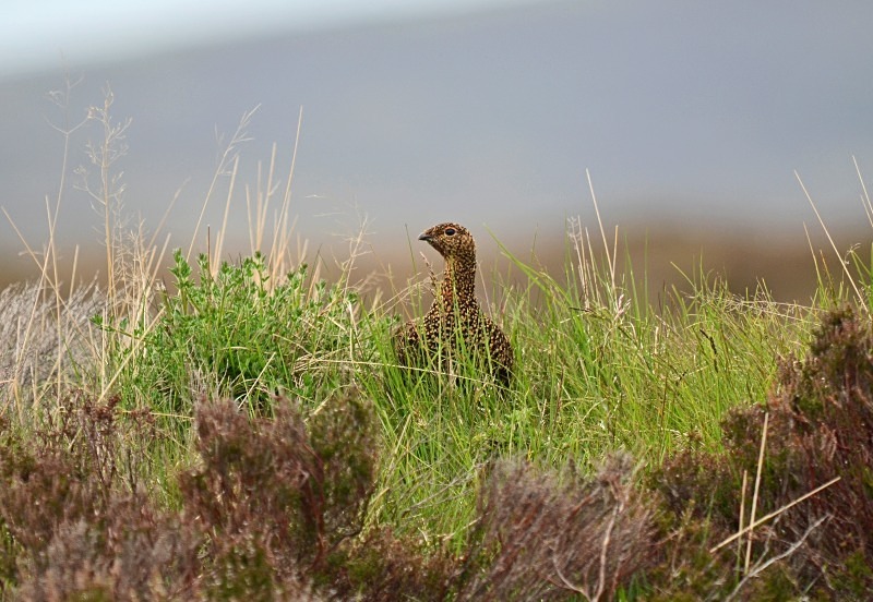 Red Grouse - Game birds