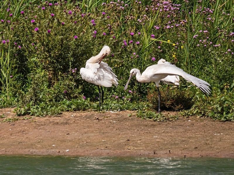 Spoonbills - Spoonbills