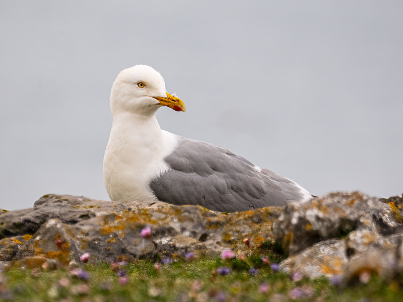 Herring Gull - Latest photos