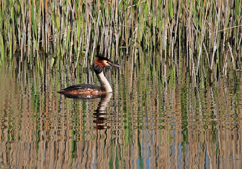Great Crested Grebe - Grebes