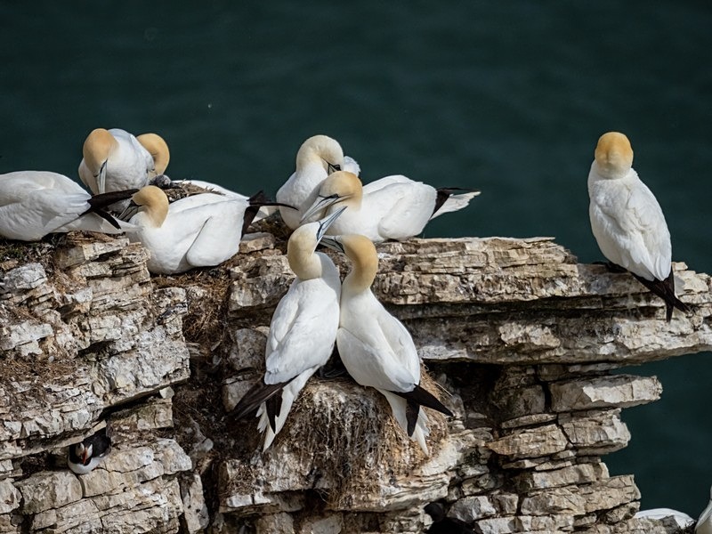 Gannets - Gannets