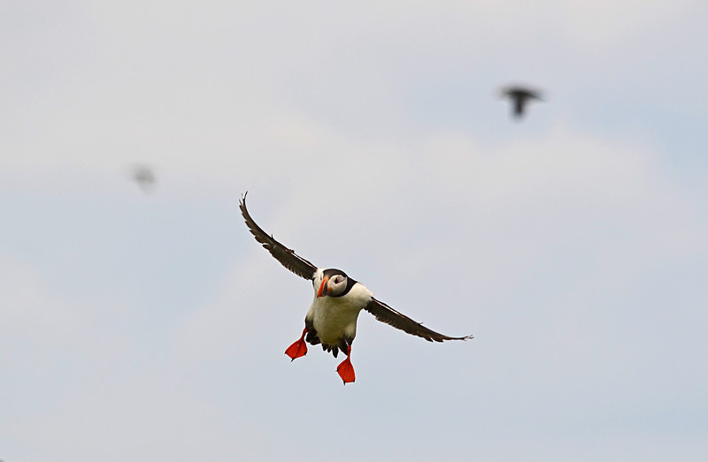 Puffin - Puffins