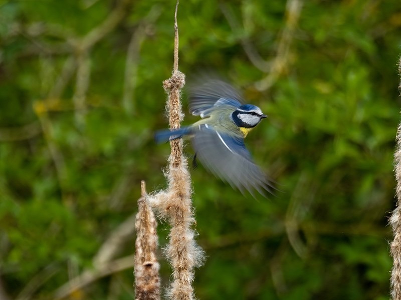 Blue Tit - Tits