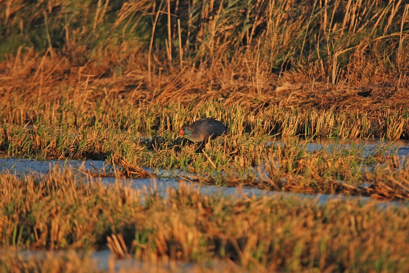 Western Purple Swamphen - Catalunya