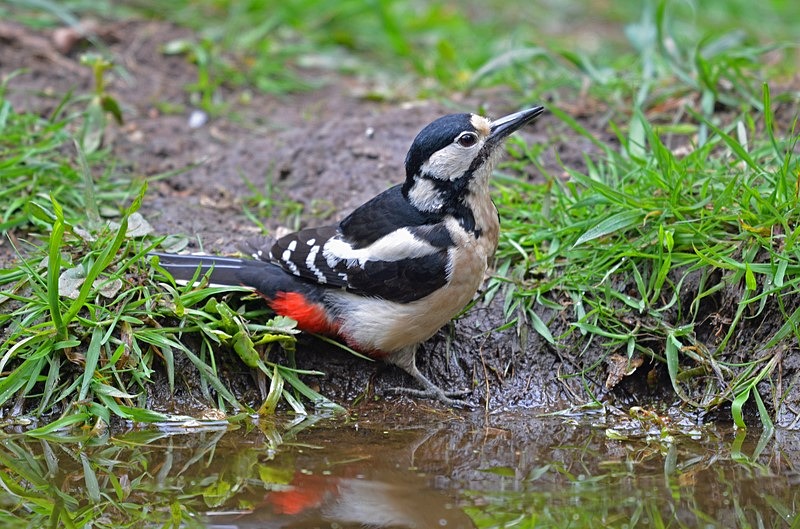 Great Spotted Woodpecker - Woodpeckers
