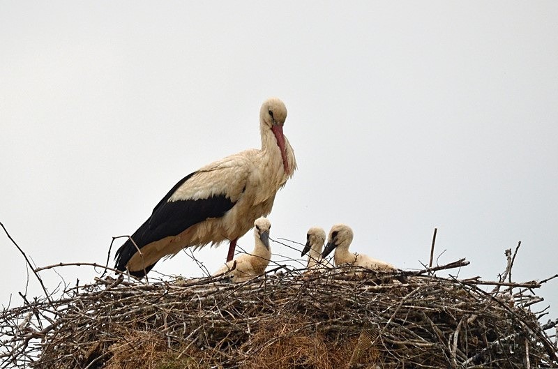 White Storks - Bulgaria