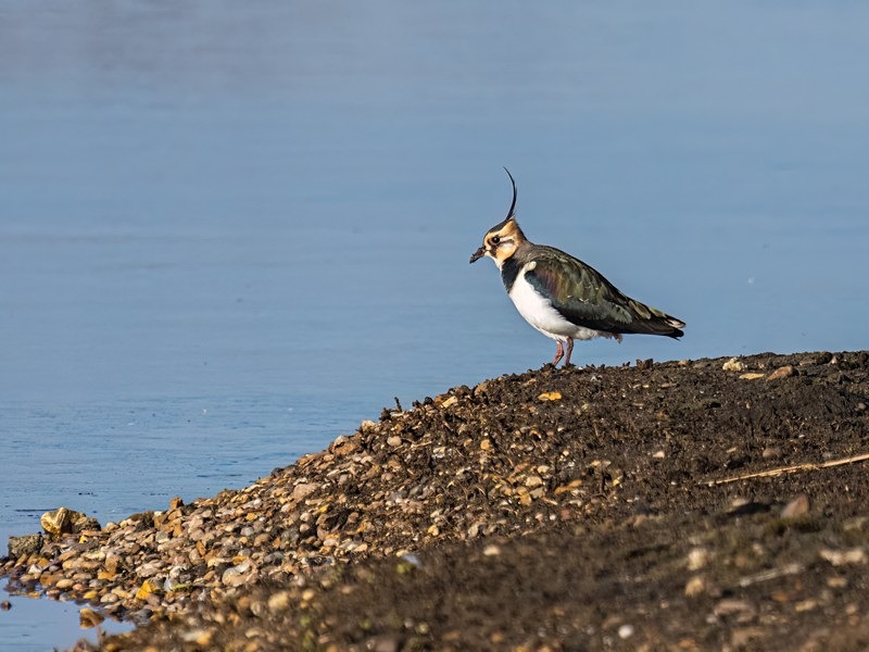 Lapwing - Plovers
