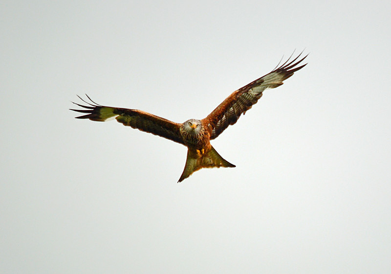 Red Kite - Birds of prey