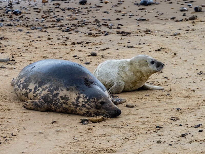 Atlantic Grey Seal - Atlantic Grey Seals