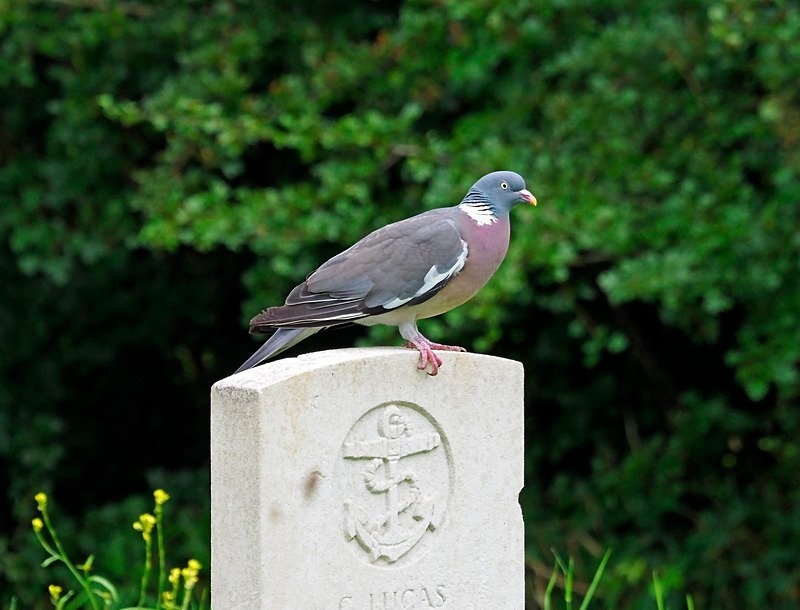 Woodpigeon - Pigeons and doves