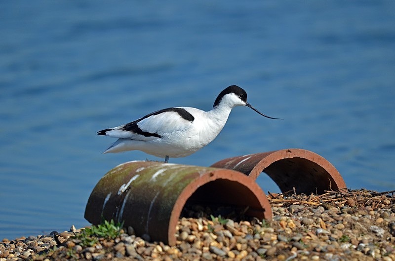 Avocet - Avocets and stilts