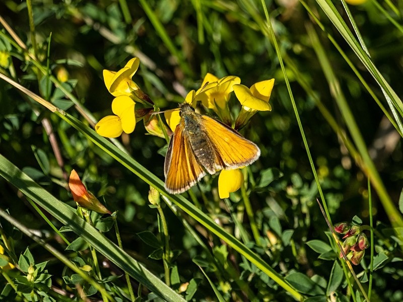 Small Skipper - Butterflies