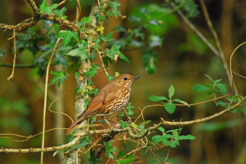 Song Thrush - Thrushes