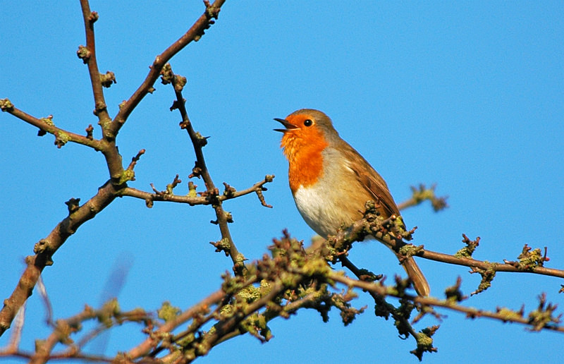 Robin - Robins