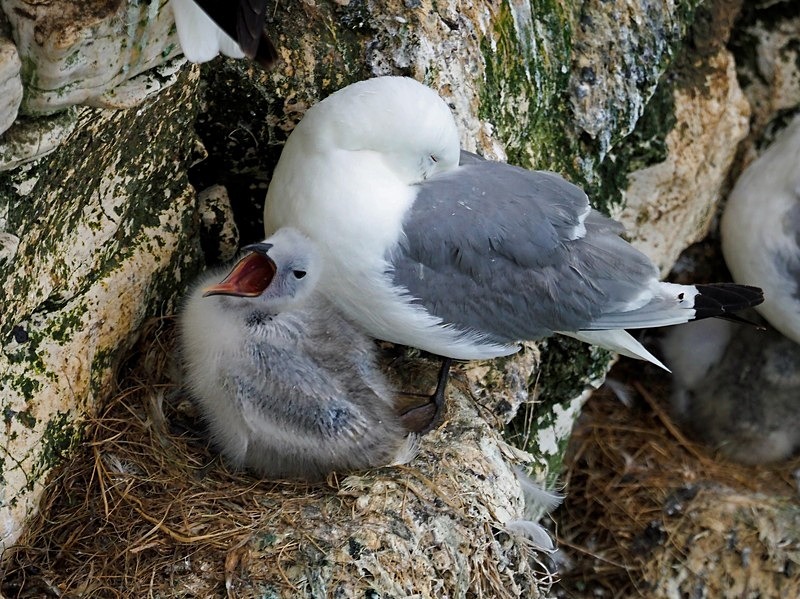 Kittiwakes - Gulls