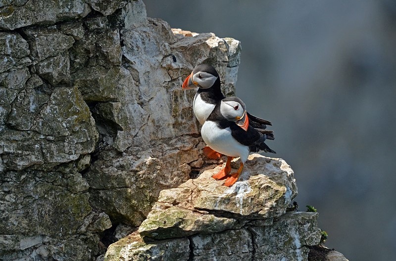 Puffins - Puffins