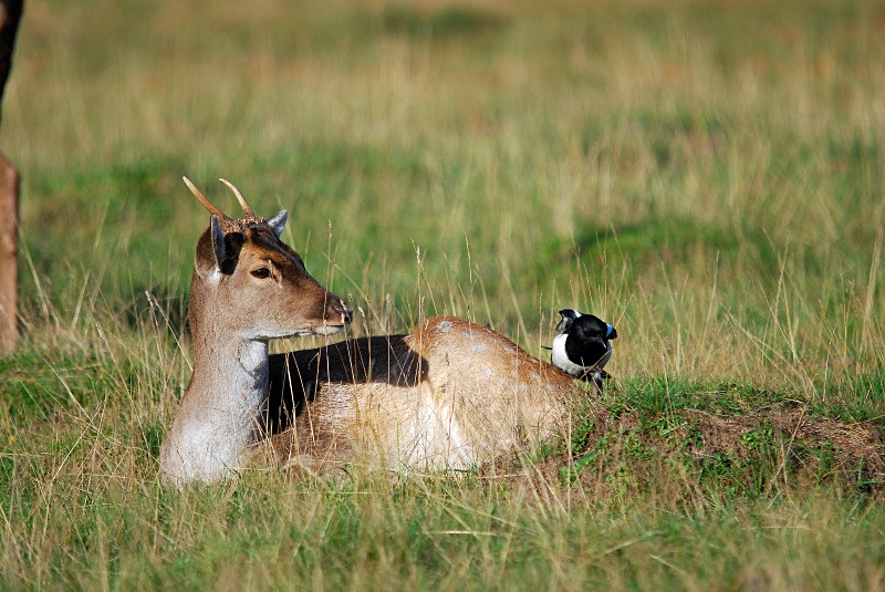 Fallow Deer .... and Magpie - Fallow Deer