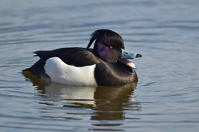 March 2015 - Tufted Duck - Photos of the month