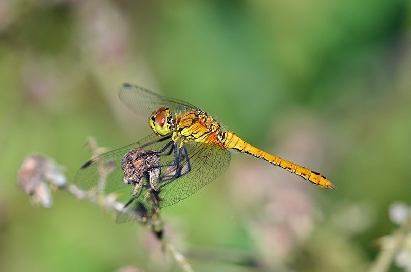 Ruddy Darter - Dragonflies and damselflies