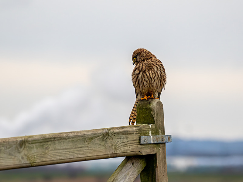 Kestrel - Latest photos