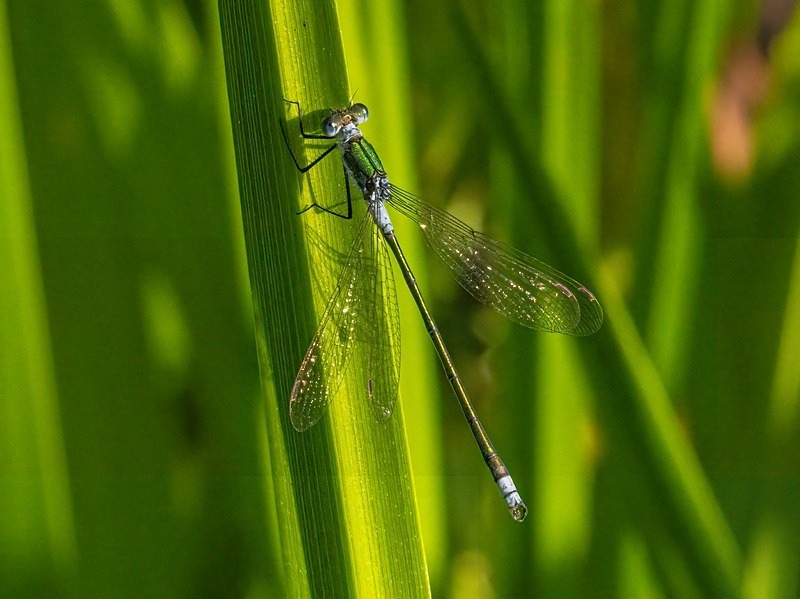 Emerald Damselfly - Dragonflies and damselflies