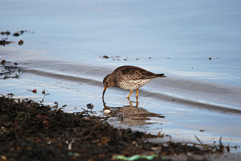 Purple Sandpiper - Norway