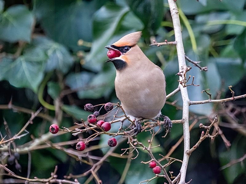 Waxwing - Latest photos