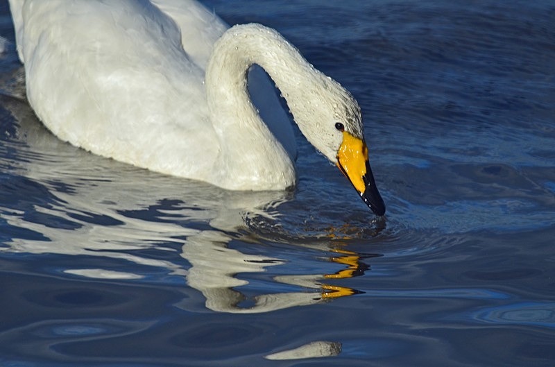 Whooper Swan - Whooper and Bewick's Swans