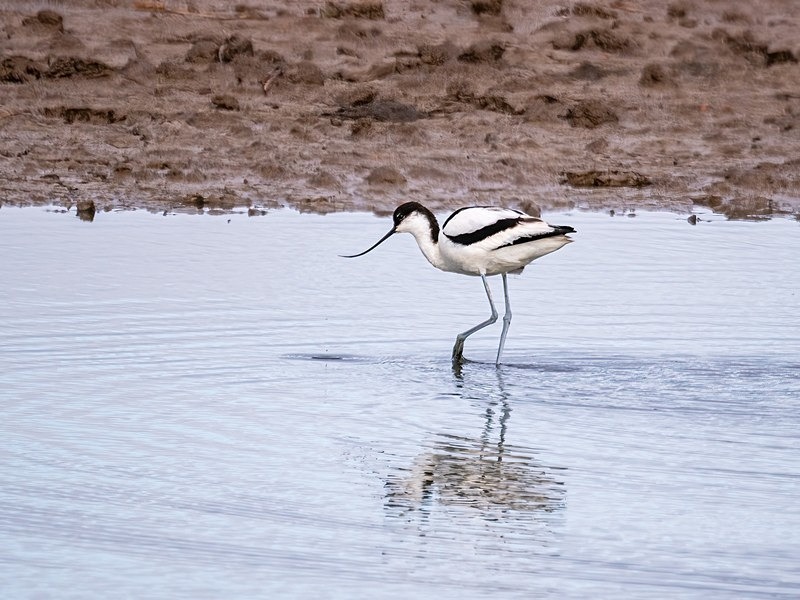 Avocet - Avocets and stilts
