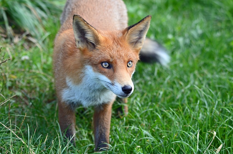 Red Fox