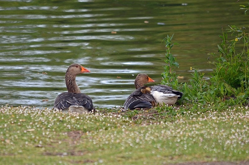 Greylag Geese - Grey geese