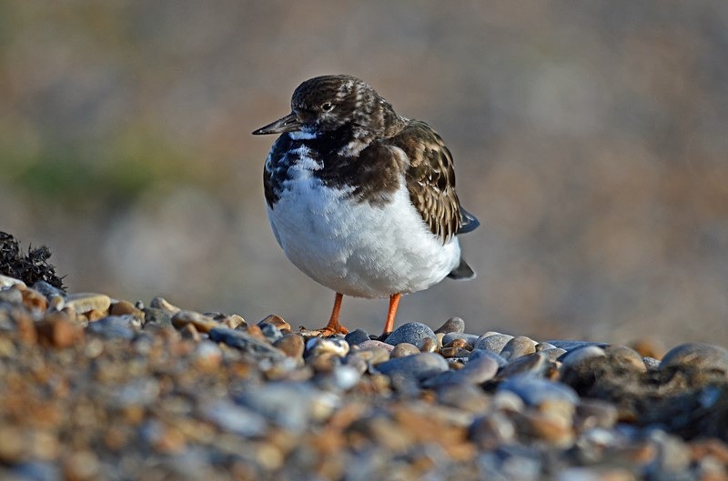 Turnstone - Sandpipers