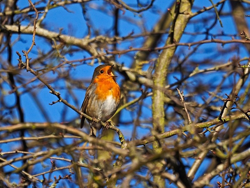 Robin - Robins