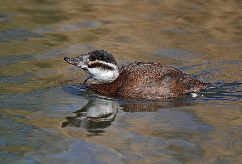 White-headed Duck - Diving ducks