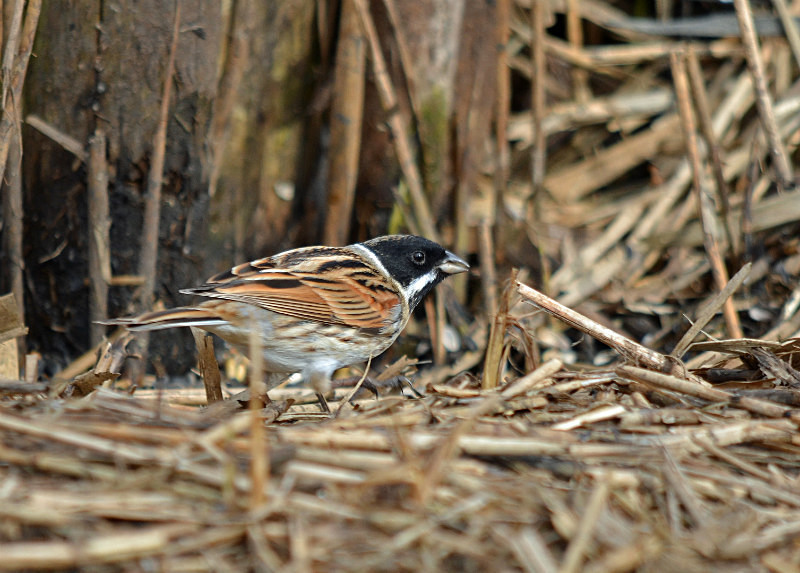 February 2016 - Reed Bunting - Photos of the month