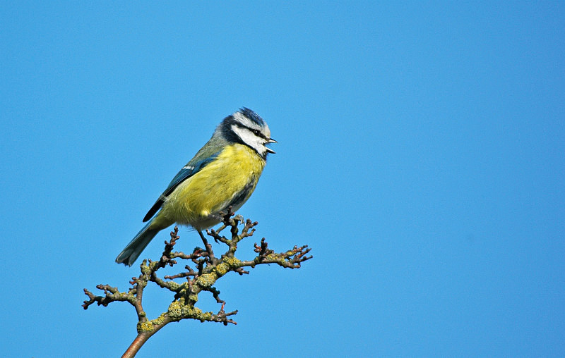Blue Tit - Tits