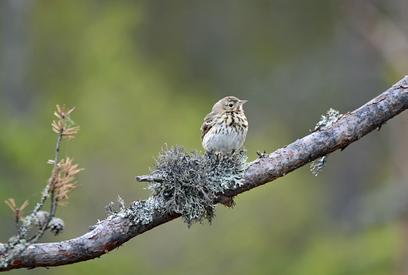 Tree Pipit - Estonia