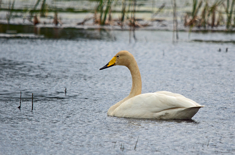Whooper Swan - Estonia