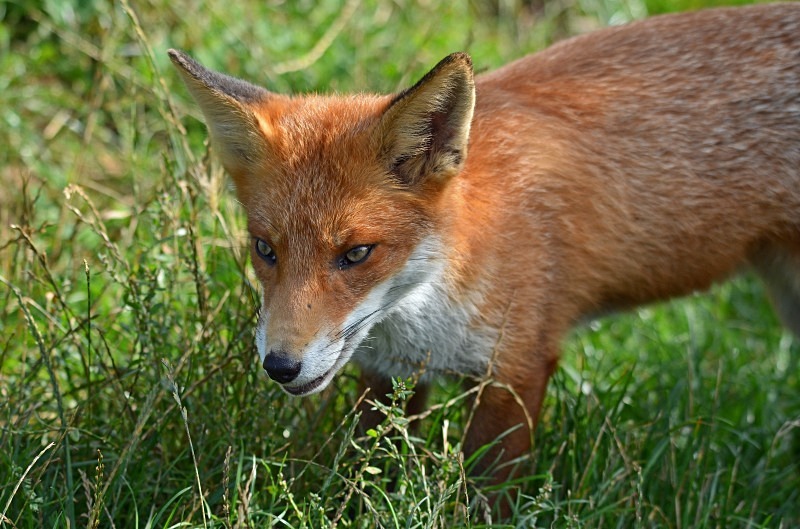Red Fox - Red Fox