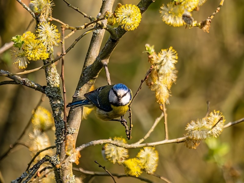 Blue Tit - Tits