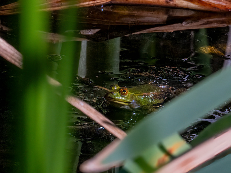 Edible Frog - Latest photos