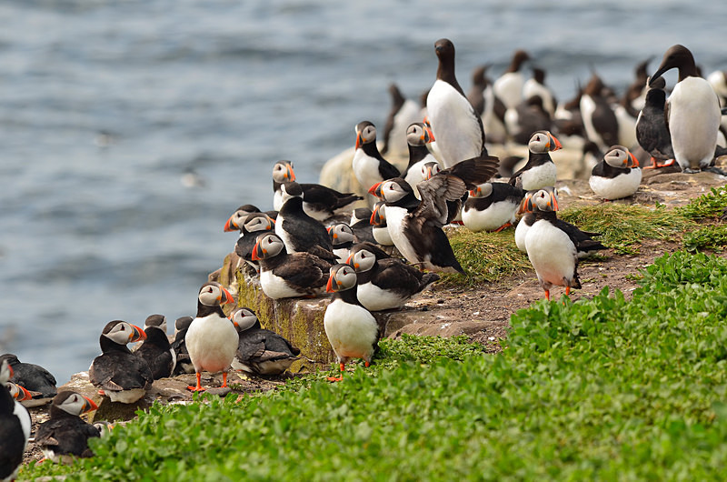 Puffins - Puffins