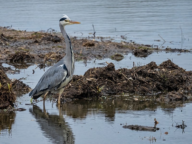 Grey Heron - Herons and egrets