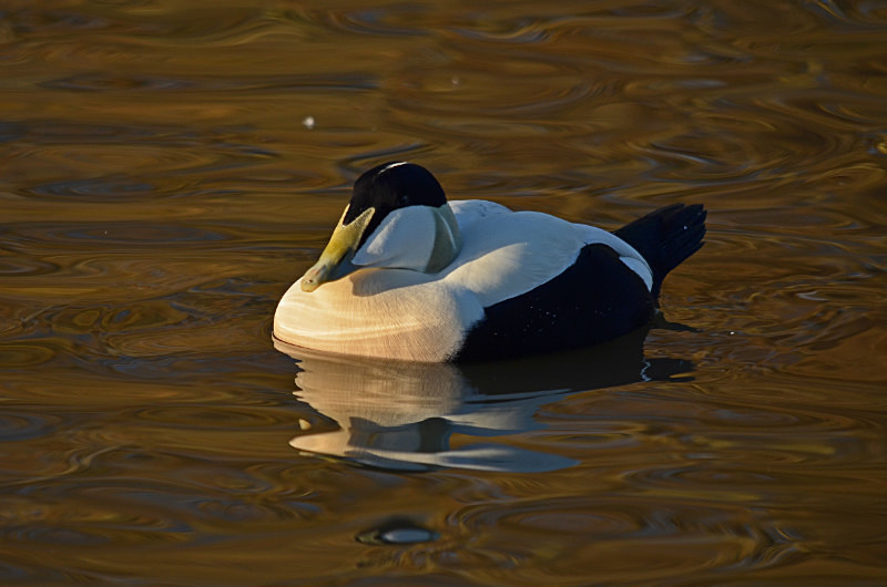 Eider - Diving ducks