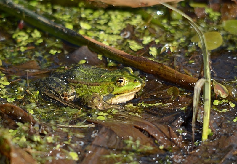 Pool Frog - North east Poland - May 2013