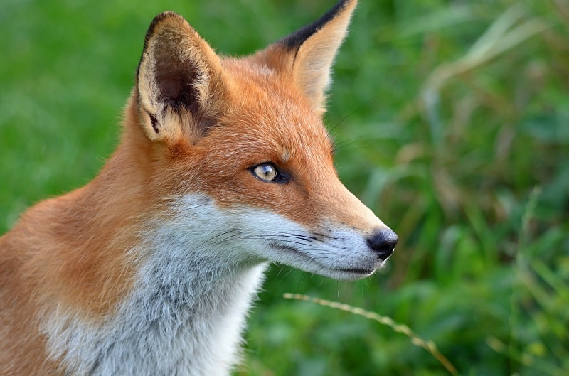 Red Fox - Red Fox