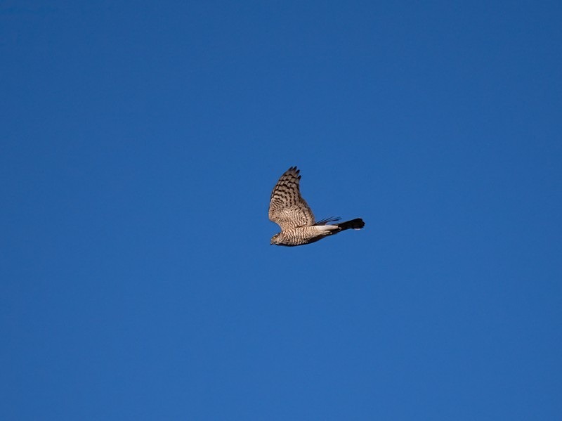 Sparrowhawk - Birds of prey