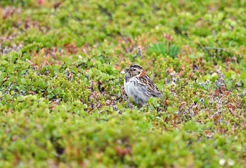 Lapland Bunting