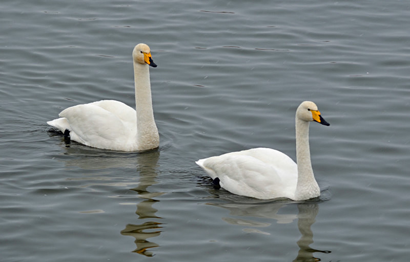 Whooper Swan